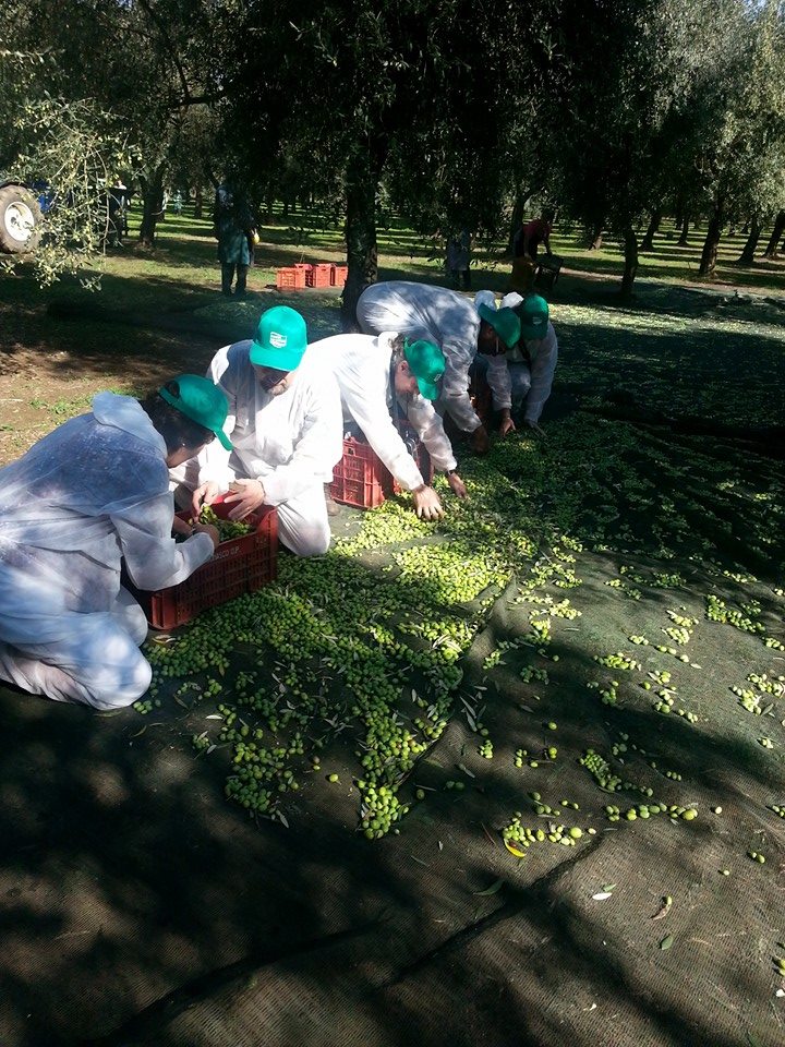 Operatori Economici Canadesi durante la Raccolta delle Olive. (1)